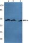 Bone Morphogenetic Protein 6 antibody, PA5-75427, Invitrogen Antibodies, Western Blot image 