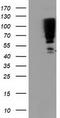 Serpin B13 antibody, CF503674, Origene, Western Blot image 