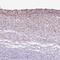 SYS1 Golgi Trafficking Protein antibody, PA5-61294, Invitrogen Antibodies, Immunohistochemistry frozen image 