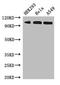 Importin 13 antibody, A62790-100, Epigentek, Western Blot image 