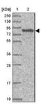 Synaptic vesicle glycoprotein 2B antibody, NBP1-92462, Novus Biologicals, Western Blot image 
