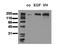 EGFR antibody, AM00042PU-N, Origene, Western Blot image 