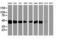 SEC14 Like Lipid Binding 2 antibody, LS-B11733, Lifespan Biosciences, Western Blot image 