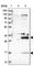DTW Domain Containing 1 antibody, HPA042214, Atlas Antibodies, Western Blot image 