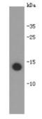 Interleukin 31 antibody, NBP2-66905, Novus Biologicals, Western Blot image 