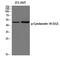 Keratin 18 antibody, A01357S52-1, Boster Biological Technology, Western Blot image 