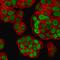 HNF-3A antibody, GTX34739, GeneTex, Immunofluorescence image 