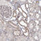 Kelch Repeat And BTB Domain Containing 4 antibody, HPA037792, Atlas Antibodies, Immunohistochemistry frozen image 