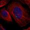 Glial Cells Missing Transcription Factor 1 antibody, HPA011343, Atlas Antibodies, Immunocytochemistry image 