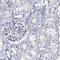 A-Kinase Anchoring Protein 3 antibody, HPA039765, Atlas Antibodies, Immunohistochemistry paraffin image 