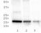 Histone Cluster 2 H3 Family Member D antibody, NB21-1193, Novus Biologicals, Western Blot image 