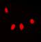 Histone H1.5 antibody, orb393314, Biorbyt, Immunofluorescence image 