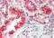 Solute Carrier Family 7 Member 7 antibody, ARP43863_P050, Aviva Systems Biology, Immunohistochemistry frozen image 