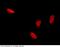 Chromobox 3 antibody, 100766-T38, Sino Biological, Immunohistochemistry frozen image 