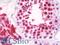 Ribosomal Protein L18 antibody, LS-B9710, Lifespan Biosciences, Immunohistochemistry frozen image 