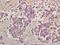 S6 Ribosomal Protein antibody, orb6891, Biorbyt, Immunohistochemistry paraffin image 