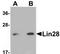 Lin-28 Homolog A antibody, TA306924, Origene, Western Blot image 