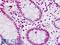 Histone Cluster 4 H4 antibody, LS-B9027, Lifespan Biosciences, Immunohistochemistry frozen image 