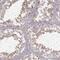 Family With Sequence Similarity 13 Member B antibody, PA5-67216, Invitrogen Antibodies, Immunohistochemistry frozen image 