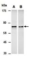 Differentially expressed in FDCP 6 antibody, orb67082, Biorbyt, Western Blot image 