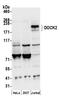 Dedicator of cytokinesis protein 2 antibody, A305-400A, Bethyl Labs, Western Blot image 