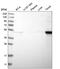 Keratin 14 antibody, HPA023040, Atlas Antibodies, Western Blot image 