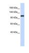 Nidogen 2 antibody, NBP1-59148, Novus Biologicals, Western Blot image 