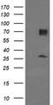 Estrogen-related receptor gamma antibody, TA505027AM, Origene, Western Blot image 