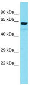 Armadillo repeat-containing protein 5 antibody, TA330749, Origene, Western Blot image 