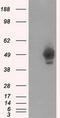 PKR2 antibody, TA501143, Origene, Western Blot image 