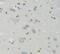 Lamin B1 antibody, FNab04682, FineTest, Immunohistochemistry frozen image 