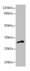 Dehydrogenase/Reductase 12 antibody, CSB-PA006857LA01HU, Cusabio, Western Blot image 