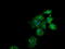 UDP-GlcNAc:betaGal beta-1,3-N-acetylglucosaminyltransferase 2 antibody, LS-C337857, Lifespan Biosciences, Immunofluorescence image 