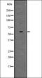 Zinc finger protein with KRAB and SCAN domains 3 antibody, orb336808, Biorbyt, Western Blot image 