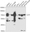 Lymphocyte Cytosolic Protein 1 antibody, 15-030, ProSci, Western Blot image 