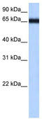 Zinc Finger Protein 14 antibody, TA339217, Origene, Western Blot image 
