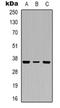 Quinone oxidoreductase PIG3 antibody, orb318945, Biorbyt, Western Blot image 