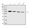 Forkhead box protein N1 antibody, A03369-2, Boster Biological Technology, Western Blot image 