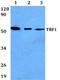 Telomeric Repeat Binding Factor 1 antibody, A02474, Boster Biological Technology, Western Blot image 