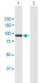 PWWP Domain Containing 3A, DNA Repair Factor antibody, H00084939-B01P, Novus Biologicals, Western Blot image 