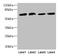 Centrosomal Protein 63 antibody, CSB-PA839376LA01HU, Cusabio, Western Blot image 