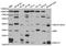 Myelin Basic Protein antibody, A1664, ABclonal Technology, Western Blot image 