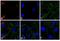 Rabbit IgG antibody, A-21072, Invitrogen Antibodies, Immunofluorescence image 