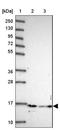 Histone H2B type 1-B antibody, NBP2-46688, Novus Biologicals, Western Blot image 