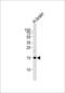 Shadow Of Prion Protein antibody, LS-C161472, Lifespan Biosciences, Western Blot image 