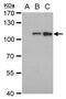 Dengue Virus Type II antibody, MA5-17295, Invitrogen Antibodies, Western Blot image 