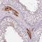 Patched Domain Containing 3 antibody, NBP2-14538, Novus Biologicals, Immunohistochemistry frozen image 