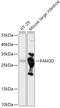 Protein FAM3D antibody, 18-121, ProSci, Western Blot image 