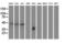 SH2 domain-containing protein 2A antibody, M06232-1, Boster Biological Technology, Western Blot image 