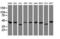 Chromobox 8 antibody, LS-C175338, Lifespan Biosciences, Western Blot image 